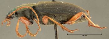 Media type: image;   Entomology 32992 Aspect: habitus lateral view 3